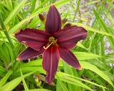Flower of daylily named American Revolution