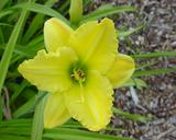 Flower of daylily named Andrew Christian