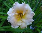 Flower of daylily named Autumn Wood