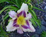 Flower of daylily named Baronet's Badge