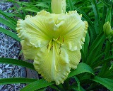 Flower of daylily named Butter Cream