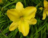 Flower of daylily named California Sunshine