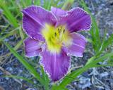 Flower of daylily named Chicago Sugarplum