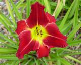 Flower of daylily named Crimson Joy