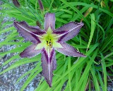 Flower of daylily named Grey Witch