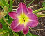 Flower of daylily named Guilt By Association