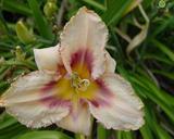 Flower of daylily named Heady Wine