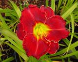 Flower of daylily named Hearts Of Fire