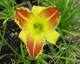Flower of daylily named Heavenly Beginnings