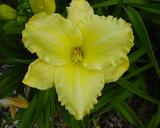 Flower of daylily named Ida Duke Miles