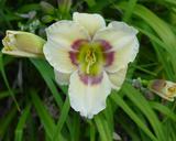 Flower of daylily named Jason Mark