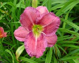 Flower of daylily named Jedi Berry Buff