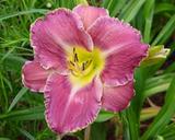 Flower of daylily named Lavender Silver Cords