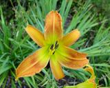 Flower of daylily named Lotsa Dots