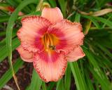 Flower of daylily named Martha Fawcett