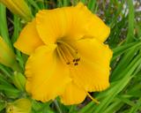 Flower of daylily named Mary's Gold