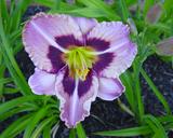 Flower of daylily named Mask Of Eternity
