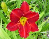 Flower of daylily named Mexican Art