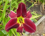 Flower of daylily named Midsummer Nightengale