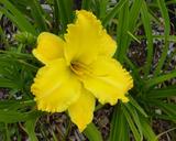 Flower of daylily named Newberry Frilly Lady