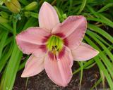 Flower of daylily named Newcastle Court