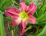 Flower of daylily named Oklahoma Kicking Bird