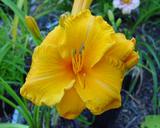 Flower of daylily named Olympic Gold
