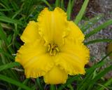 Flower of daylily named Olympic Showcase