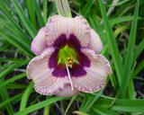 Flower of daylily named Orchid Candy