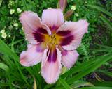 Flower of daylily named Papilion