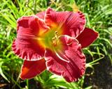 Flower of daylily named Passion District