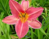 Flower of daylily named Persian Market