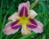 Flower of daylily named Persian Pattern