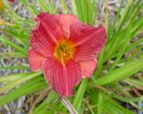 Flower of daylily named Polka Girl