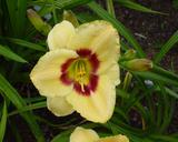 Flower of daylily named Rainbow Candy