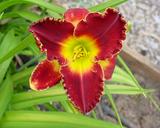 Flower of daylily named Red Peacemaker