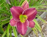 Flower of daylily named Regal Majesty