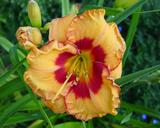 Flower of daylily named Cherokee Pass