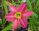 Flower of daylily named Secondhand Rose