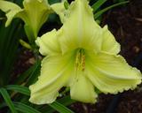 Flower of daylily named Sherwood Soldier