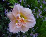 Flower of daylily named Siloam Double Classic