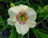 Flower of daylily named Summer Blush