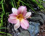 Flower of daylily named Sunday Ruffles