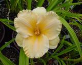 Flower of daylily named Tangerine Horses