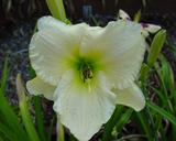 Flower of daylily named Tundra