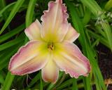 Flower of daylily named Victorian Fantasy