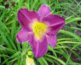 Flower of daylily named Vintage Wine