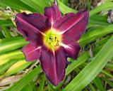 Flower of daylily named Violet Hour