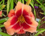 Flower of daylily named Watermelon Time