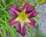 Flower of daylily named Witch's Stick